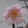 ピンクの小さな梅（3月24日）