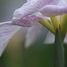 花菖蒲　（１６）