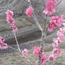 池の近くの小さな梅（3月22日）