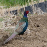 雉も鳴かずば・・・