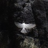 ヤマセミwing
