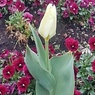 長峰公園のチューリップの花（3月29日）