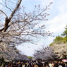 上野恩寵公園・桜5