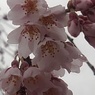 枝垂桜（3月29日）