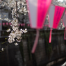 spring for tokyoites 2025