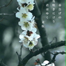 写真句：写真エッセイ：春告げ草