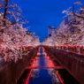 中目黒桜まつり(追加分)