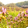 里山で見つけた小さな春