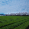 筑前町の桜