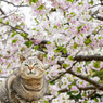 お花見（2）