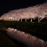 夜桜