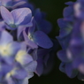 紫陽花　（４）