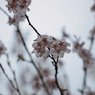 早春　No.6