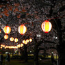 夜桜