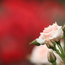 薔薇　（１）
