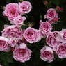 薔薇　（２）
