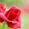 薔薇　（３）