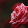 薔薇　（４）