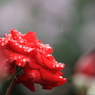 薔薇　（５）