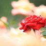 薔薇　（６）
