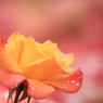 薔薇　（７）