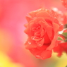 薔薇　（８）