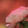 薔薇　（９）