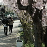 そうかの桜