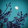 今年の桜 / 花と月