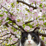 はっちゃんのお花見