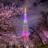芝公園の桜と東京タワー