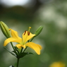 百合　（５）