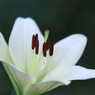 百合　（６）