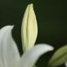 百合　（７）