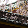 spring for tokyoites 2025