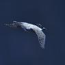 flying in the dark