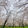 公園の春