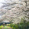 わたしゃもすこし花が欲しい