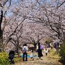 桜づつみ回廊　４月5日