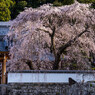 枝垂れ桜