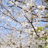 上野恩寵公園・桜3