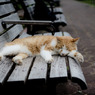 les chats du jardin public d'Hibiya 001
