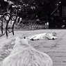 les chats du jardin public d'Hibiya 002