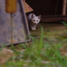 久々に登場