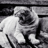 les chats du jardin public d'Hibiya 003