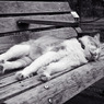 les chats du jardin public d'Hibiya 005