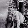 les chats du jardin public d'Hibiya 008