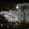 桜精、舞う