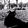 les chats du jardin public d'Hibiya 010