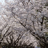 葛西臨海公園の桜